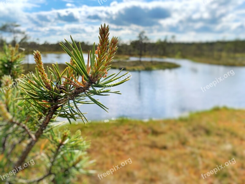 Swamp Pine Pond Latvia Nature