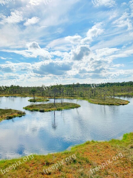 Swamp Pond Latvia Waterscape Free Photos