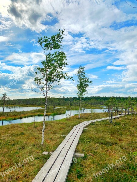 Swamp Birch Pond Raised Bog