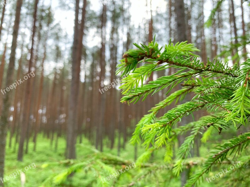 Nature Trees Green Fir Forest