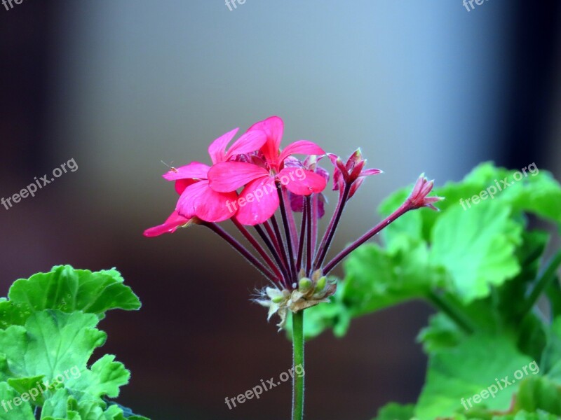 Flowers Pink Flower Garden Nature Romantic