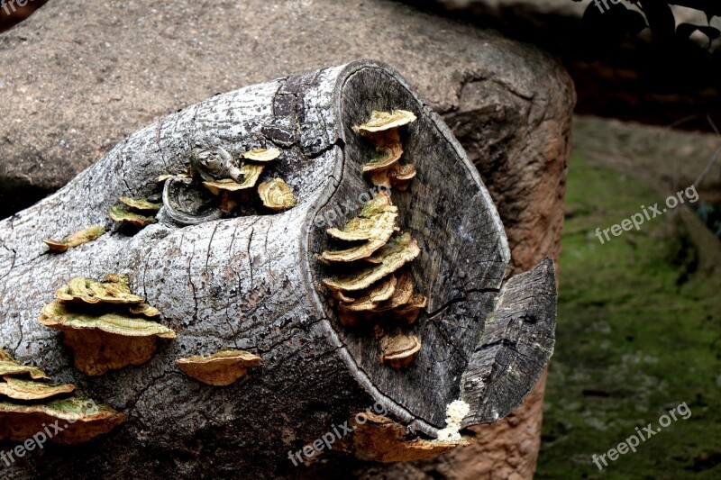 Trees Tree Stump Forest Nature Stump