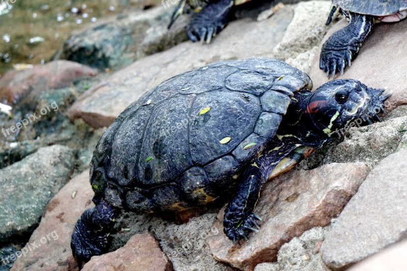 Nature Water Turtle Turtle Underwater Water