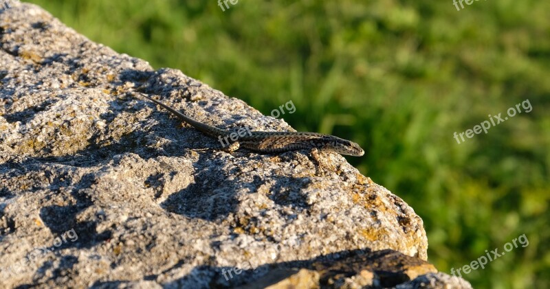 Salamander Lizard Reptile Gecko Nature