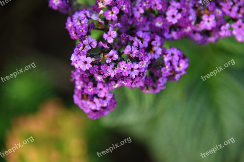 Purple Flower Bloom Color Leaf