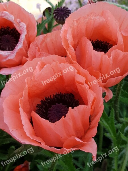 Flowers Red Poppy Summer Joy