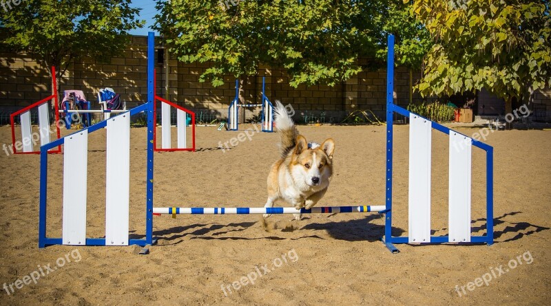 Welsh Corgi Pembroke Corgi Dog Pet Animal