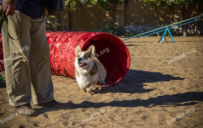 Welsh Corgi Pembroke Corgi Dog Pet Animal