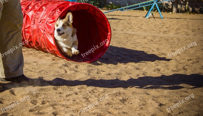 Welsh Corgi Pembroke Corgi Dog Pet Animal