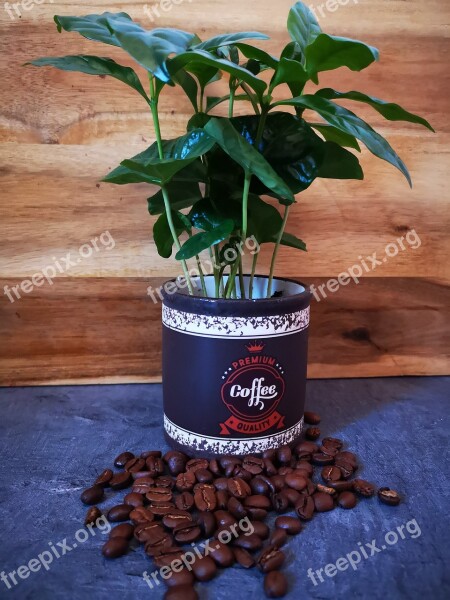 Coffee Coffee Beans Beans Free Photos