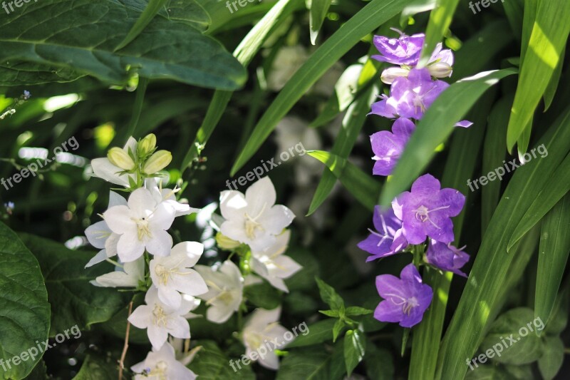 Beautiful Photo Beautiful Image Beauty Picture Flower Flowers