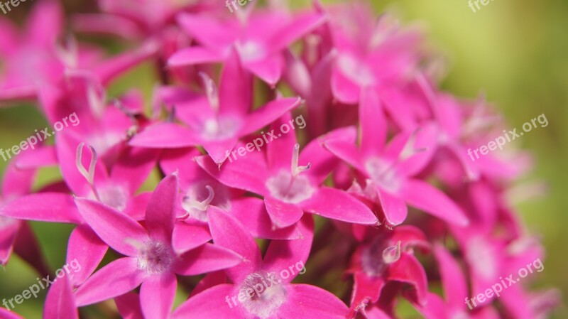 Pentas Lanceolata Pink Pink Flowers Flower Garden