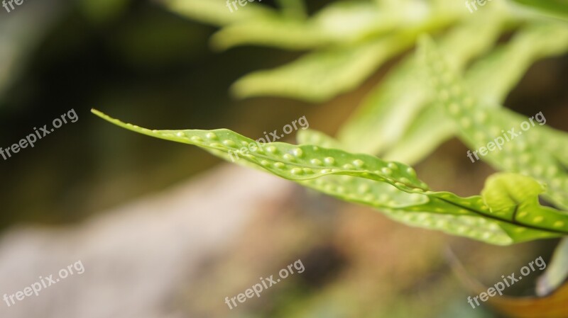 Leaves Green Nature Garden Flora