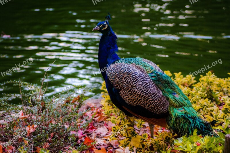 Peacock Colorful Colorful Bird Lake Park