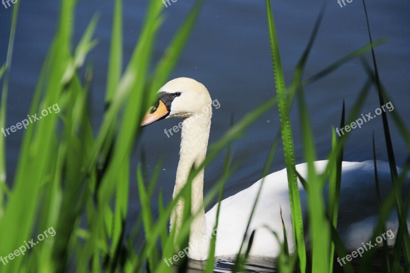 Swan Animal Nature Water Lake