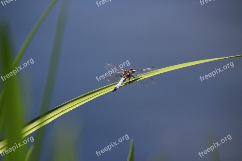 Dragonfly Animal Nature Wing Structure