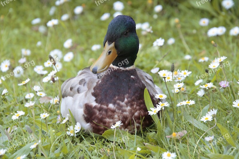 Duck Pose Nature Flower Meadow Wild Animal