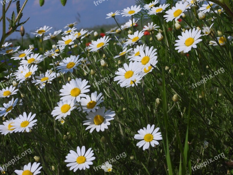 Daisies Polyana Spring June White