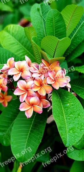 More Information Flowers Orange Orange กาฬสินธ์ Nature