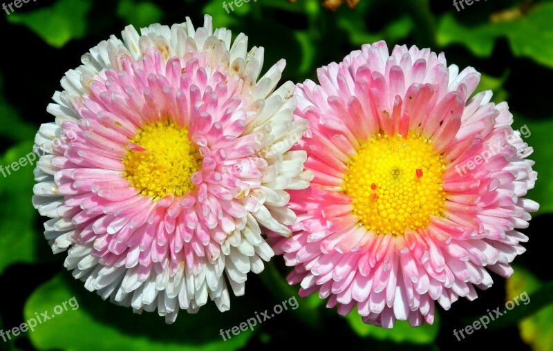 Daisies Flowers Spring Nature Garden