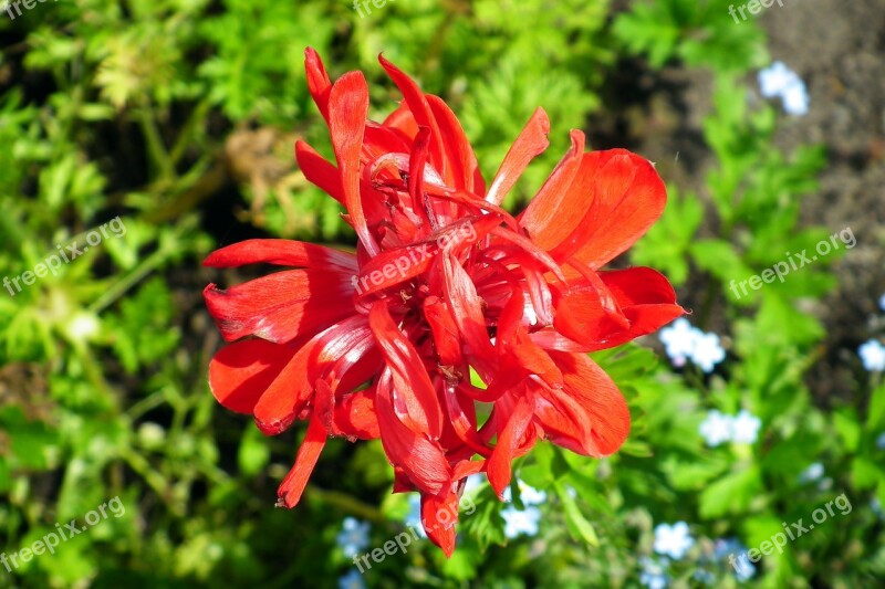 Anemone Flower Red Spring Garden