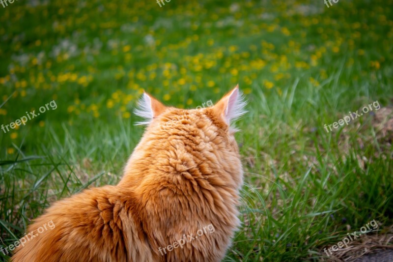 Cat Red German Longhaired Pointer Mackerel Meadow