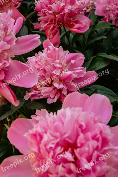 Peonies Peony The Buds Garden Gardening