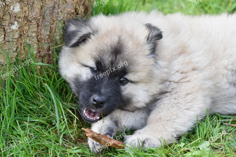 Dog Puppy Pup Eurasier Eurasier Female