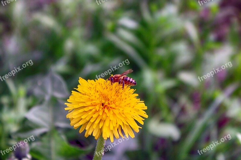 Nature Plant Spring Flowers Grass