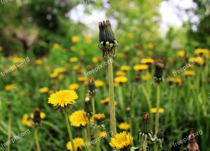 Nature Plant Spring Flowers Grass