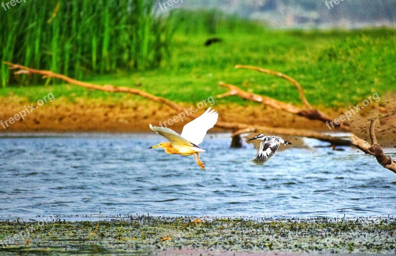 Birds Kingfisher Egret Flying Water