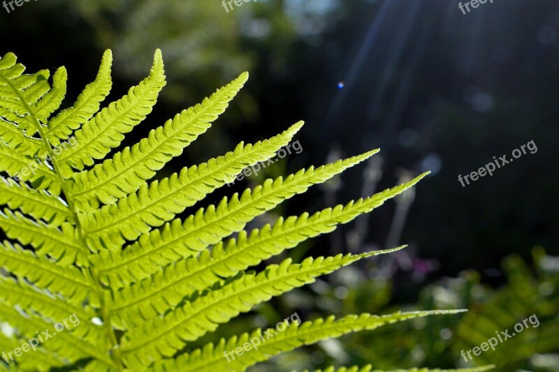 Fern Garden Backlighting Summer Sun