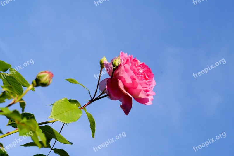 Rose Sky Blossom Bloom Flower