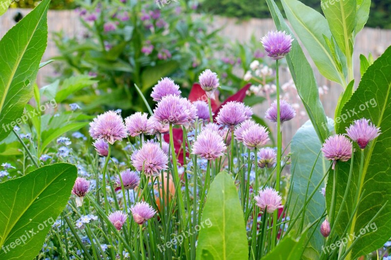 Garden Blossom Bloom Green Violet