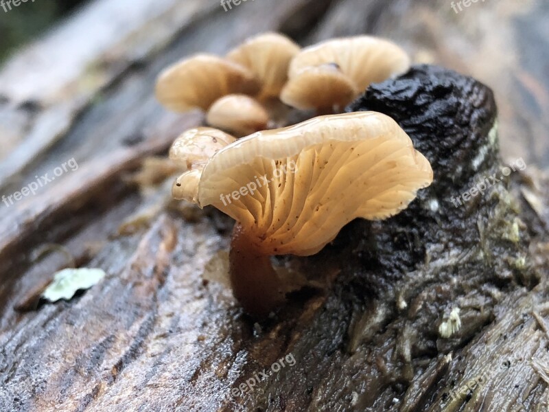 Mushroom Fungi Fungus Forest Nature