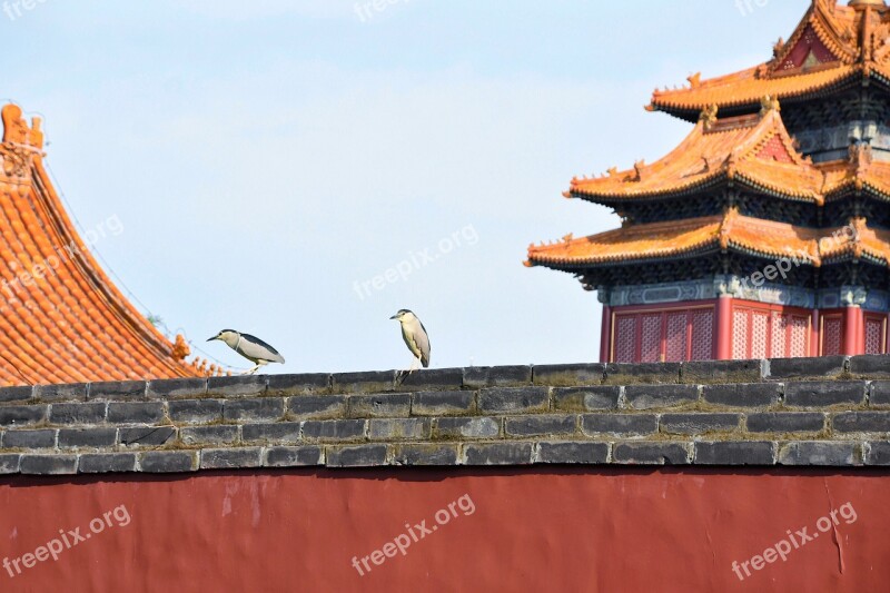 Wall Bird Background Animal Night Heron