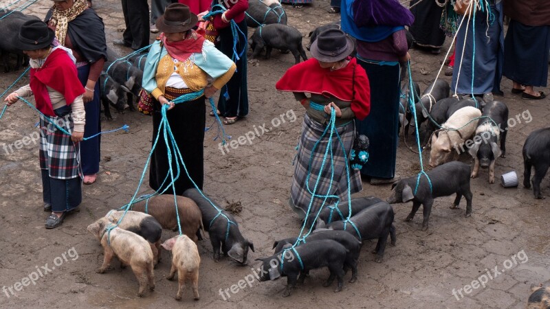 Ecuador Guamote Animal Market Piglet Indios