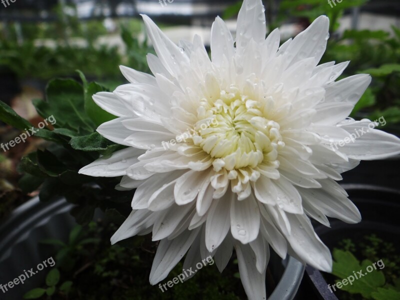 Flower Plant Nature Spring Flowers