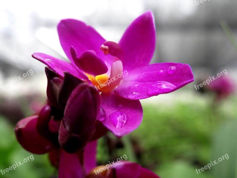 Pink Plant Flower Garden Spring