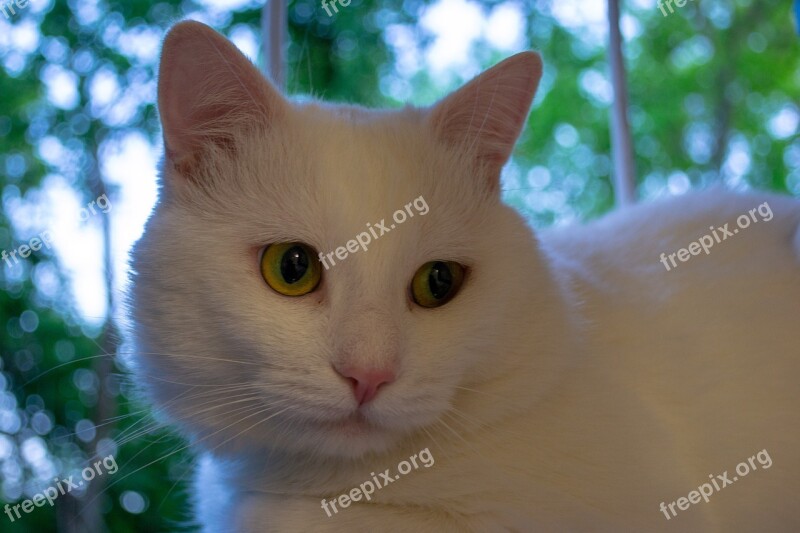 Cat White Kitten Animals Cute