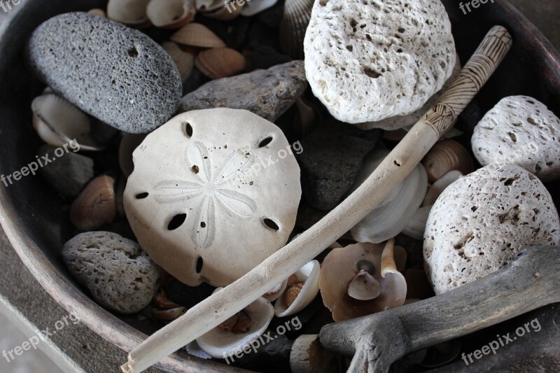 Seashell Shells Silver Dollar Beach Free Photos