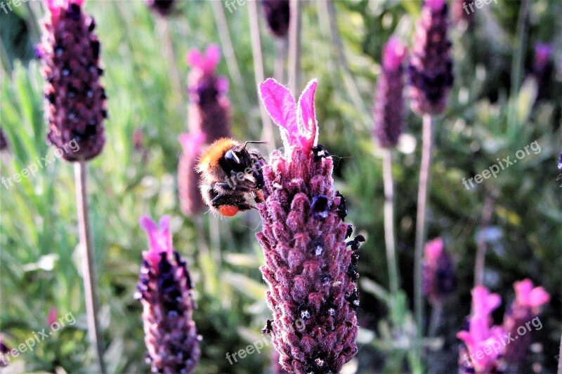 Bumblebee Pollen Flower Purple Pollination