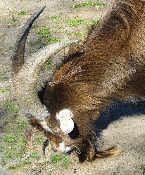 Animal Billy Goat Horns Creature Goatee