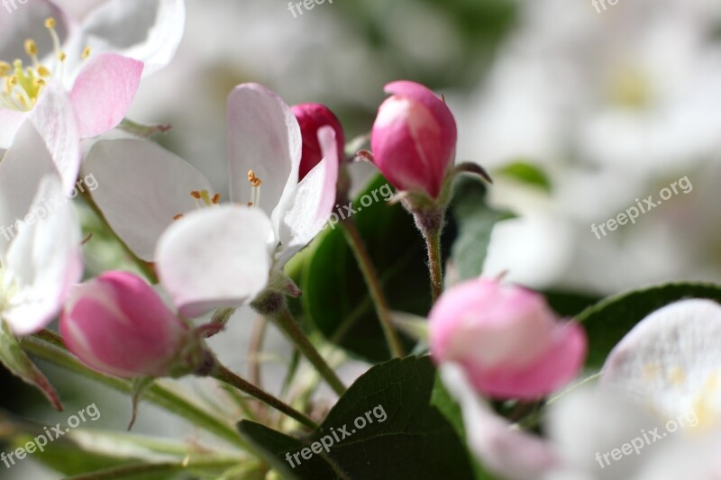 Apple Tree Tree When Apple Spring