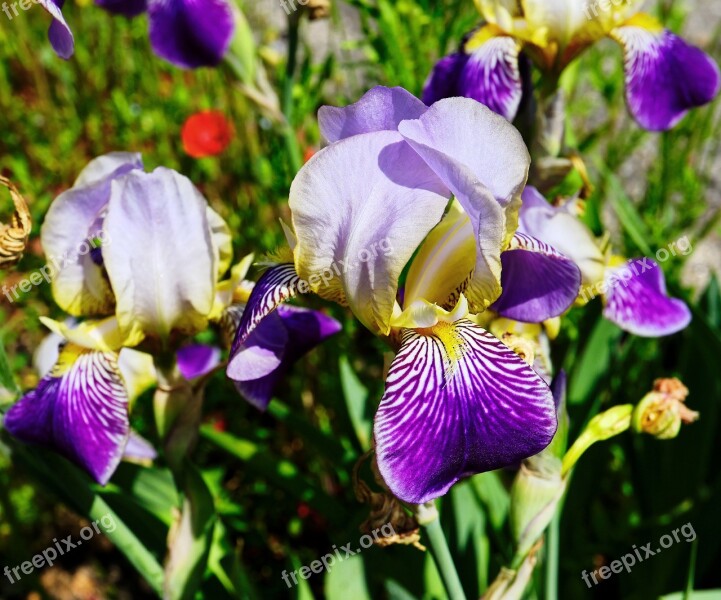 Blossom Bloom Orchid Flower Nature