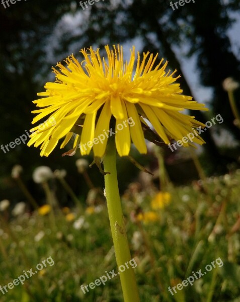 Dandelion Flower Nature Plants Free Photos