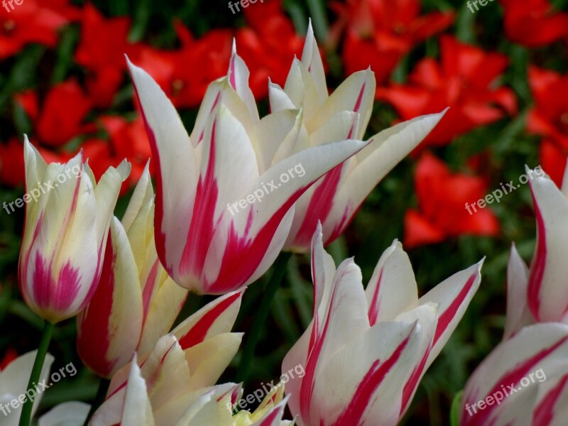 Holland Netherlands Keukenhof Tulips Red