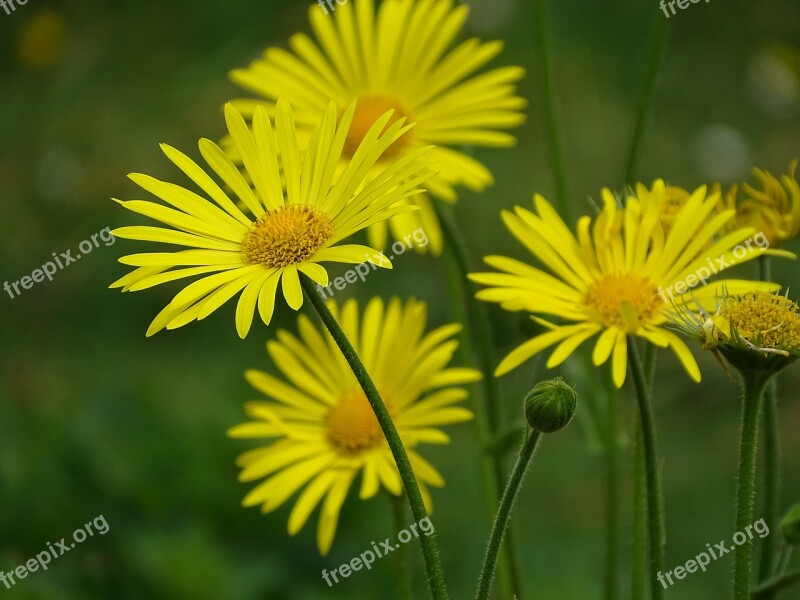 Flowers May Nature Meadow Wildflowers