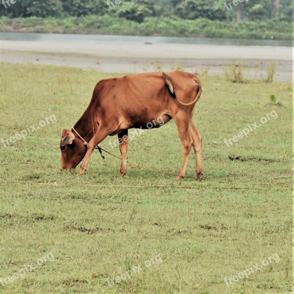 Cow Brown Cattle Graze Grass