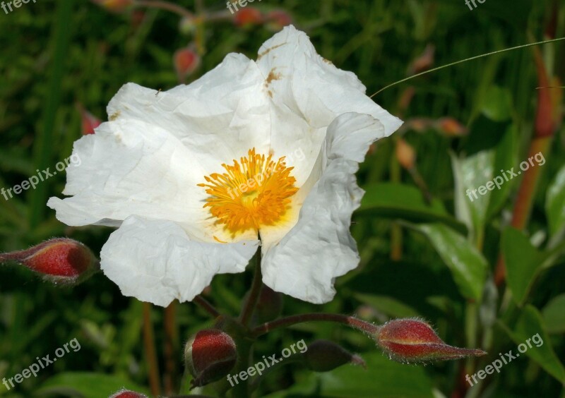 Rockrose Garden Blossom Bloom Flower